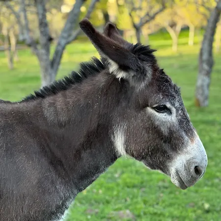 Pazo Da Pena 3* マンサネーダ