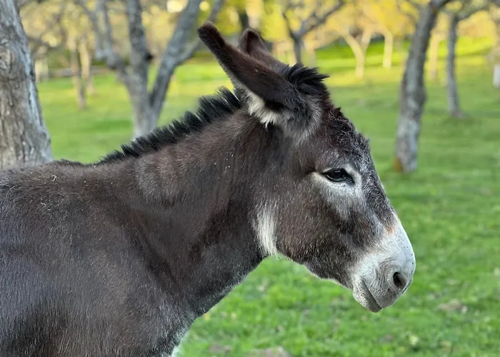 Pazo Da Pena 3* Manzaneda (Ourense)