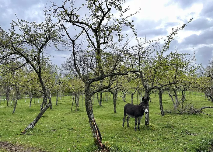 Pazo Da Pena Manzaneda (Ourense)
